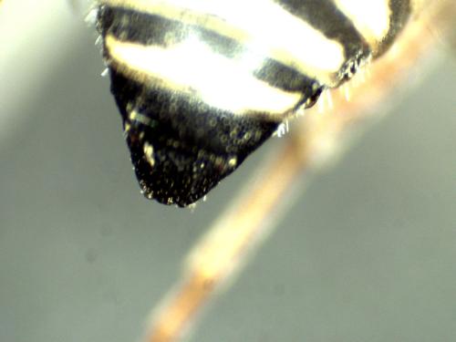 Brachystegus scalaris